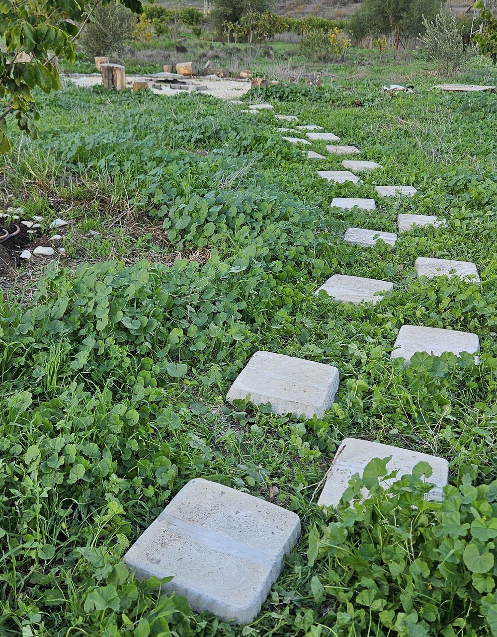 שביל אבנים המוביל לגן הזן בחווה