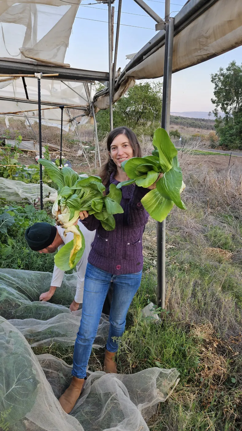 מחזיקים בוק צ'וי טרי שנקטף הרגע